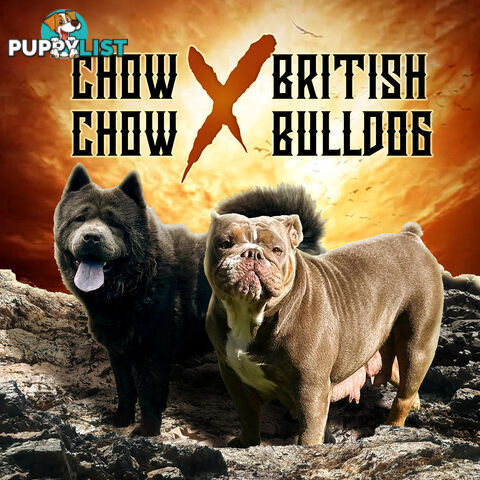 British Bulldog x Chow Chow “BullChow Puppies”
