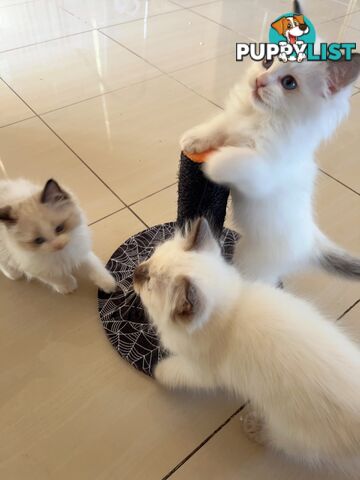 Adorable Purebred Ragdoll