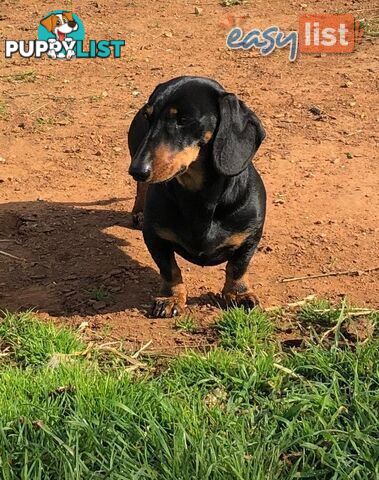 3 Adorable Mini Dachshunds