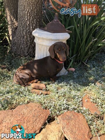 3 Adorable Mini Dachshunds