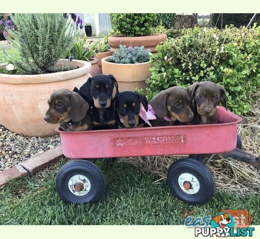 3 Adorable Mini Dachshunds