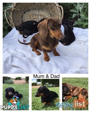 🐶3 Adorable Mini Dachshunds🐶