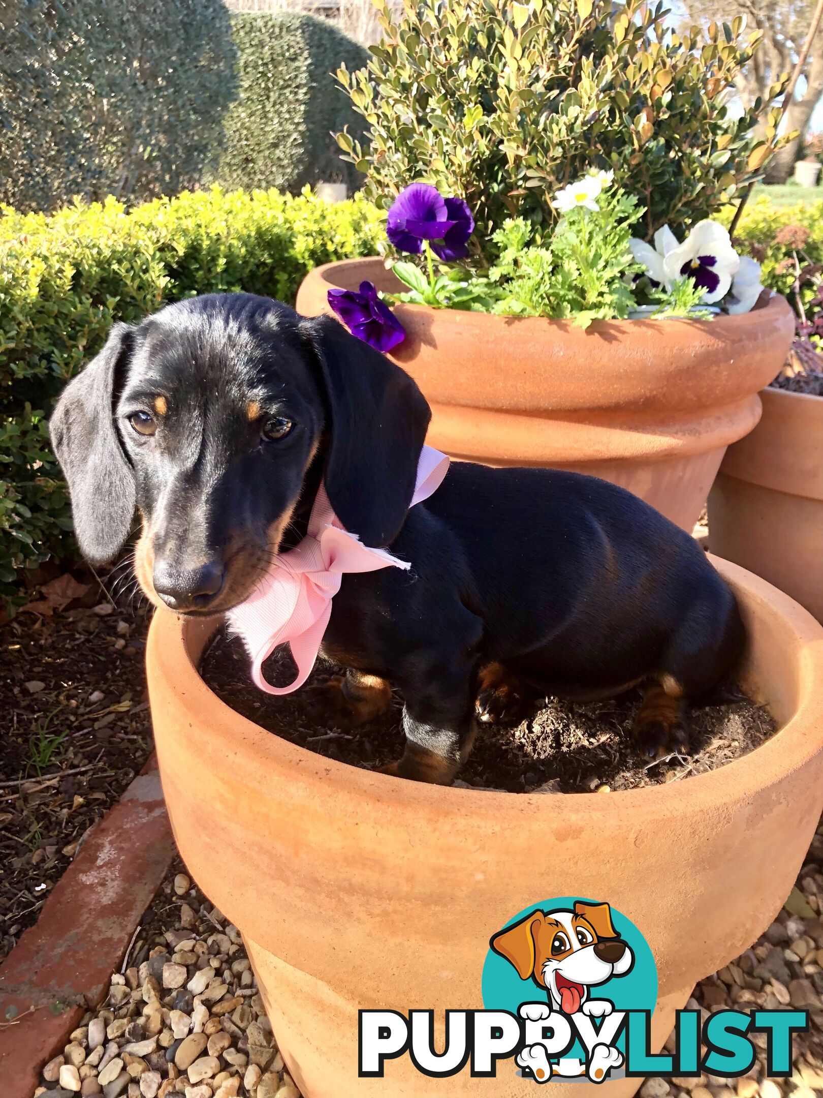 Adorable Dachshund Puppy