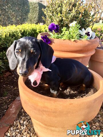 Adorable Dachshund Puppy