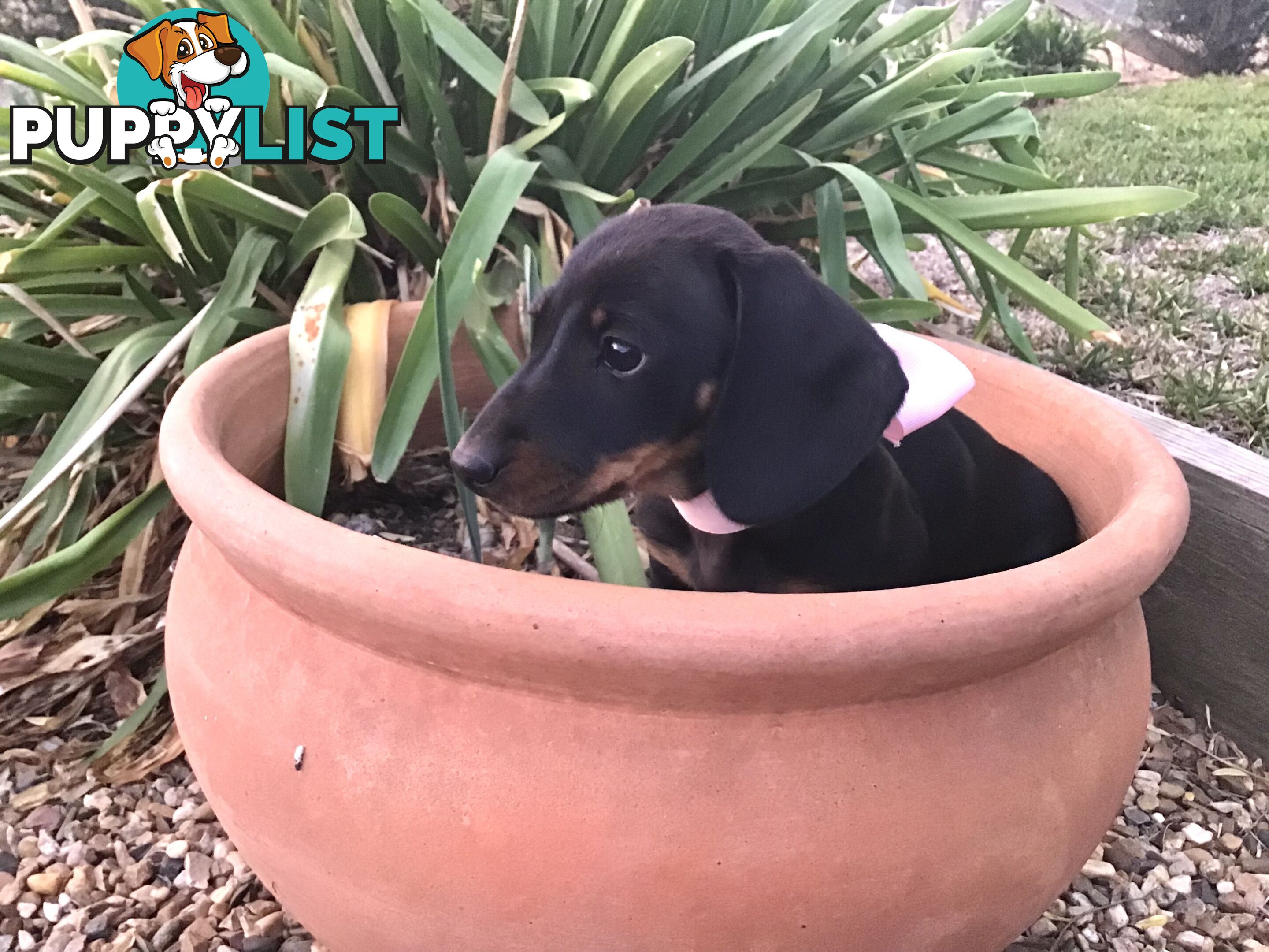 Adorable Dachshund Puppy