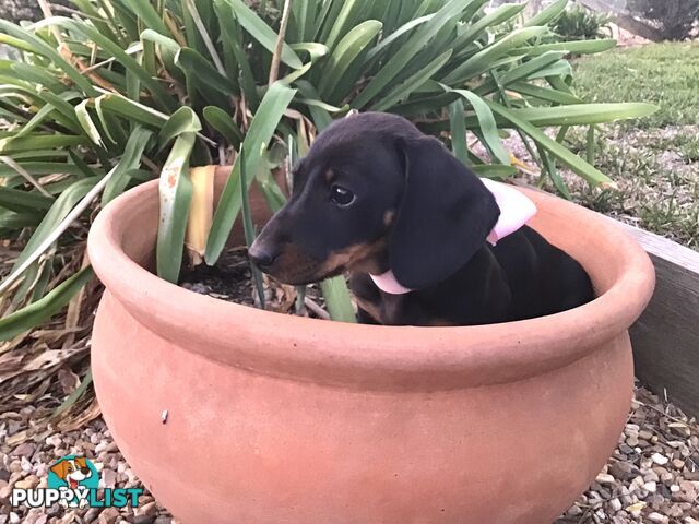 Adorable Dachshund Puppy
