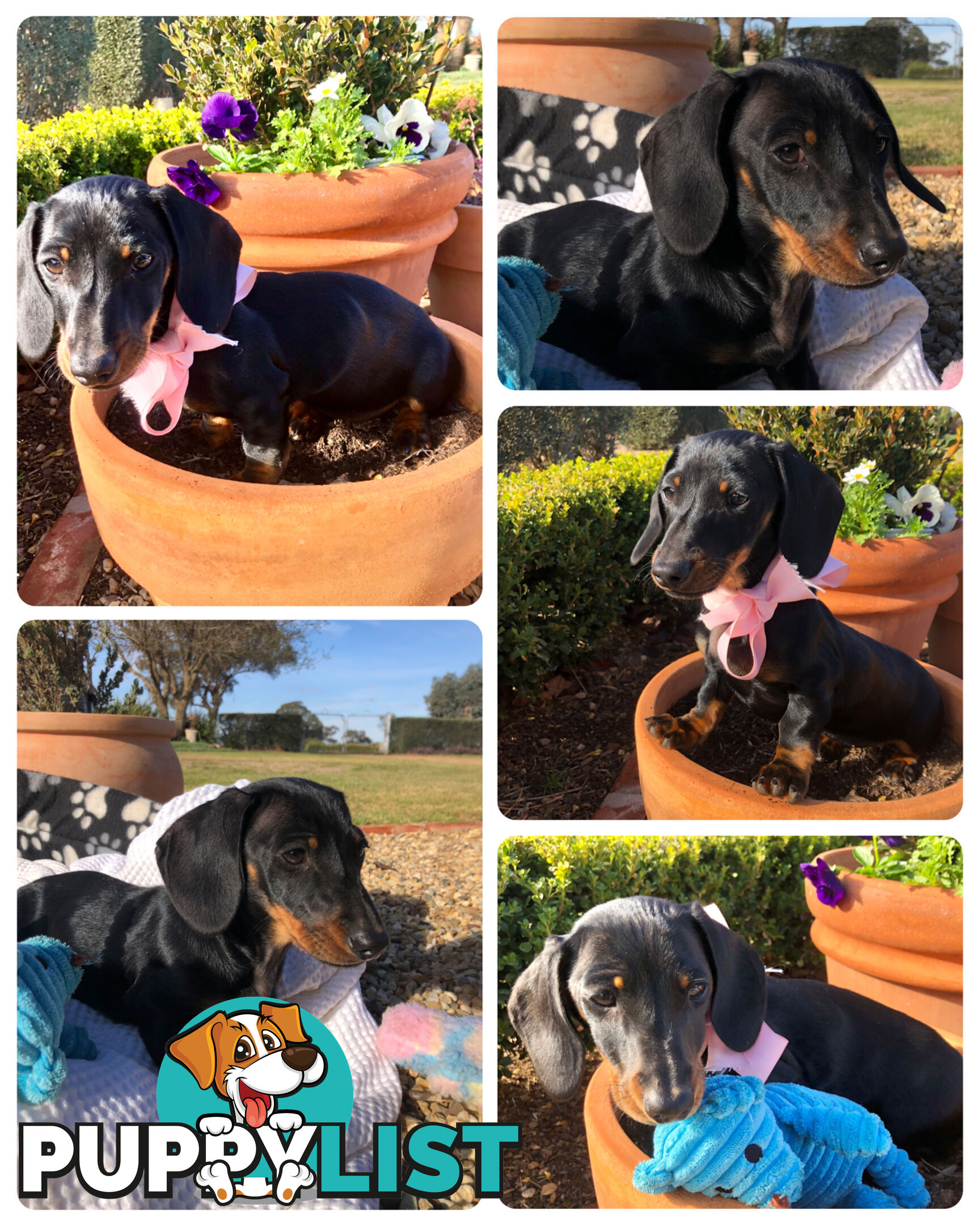 Adorable Dachshund Puppy