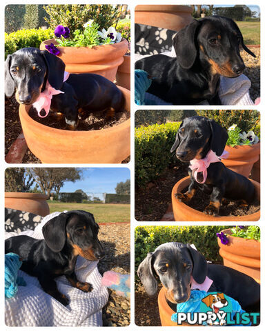 Adorable Dachshund Puppy