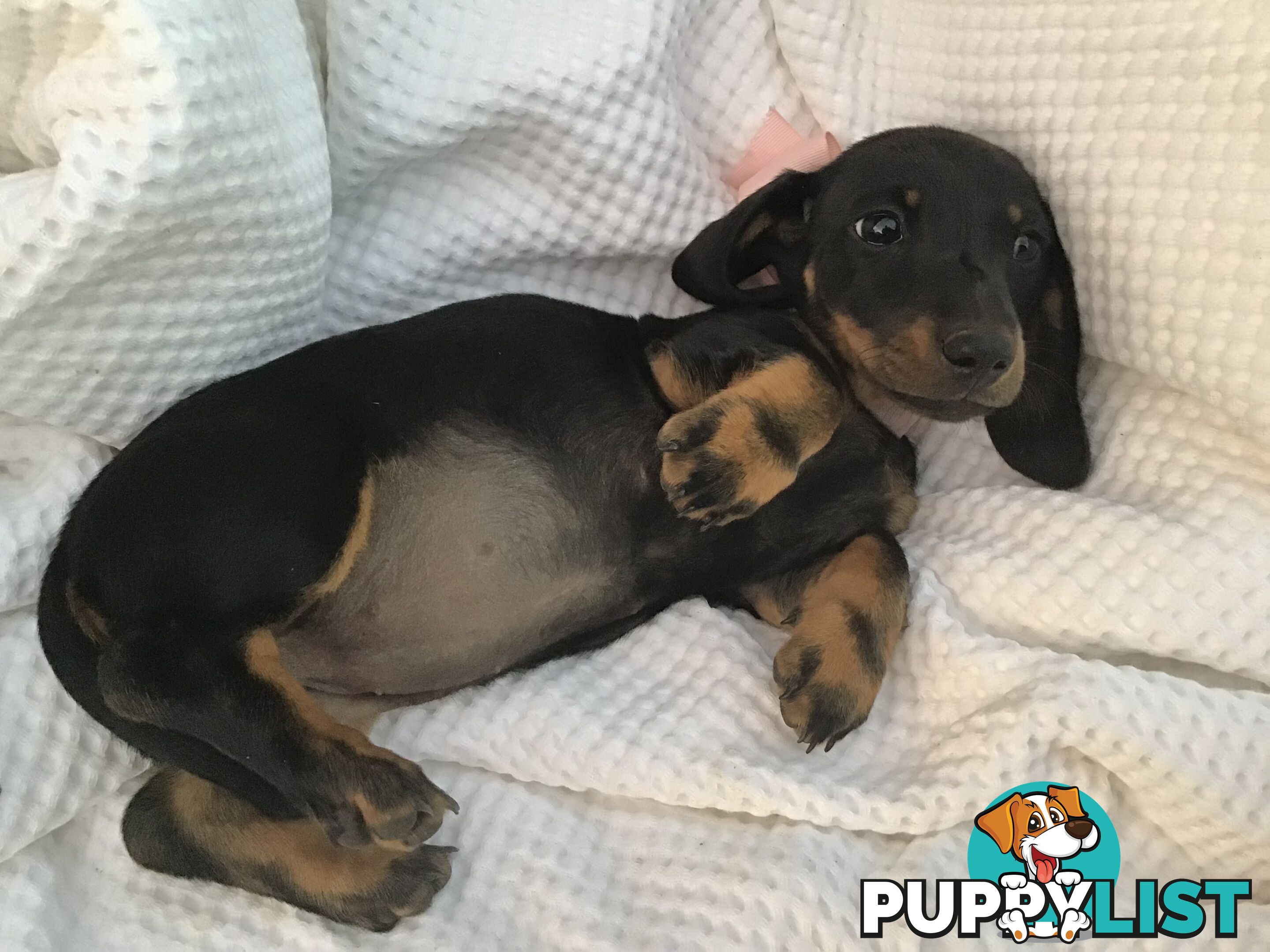 Adorable Dachshund Puppy