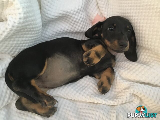 Adorable Dachshund Puppy