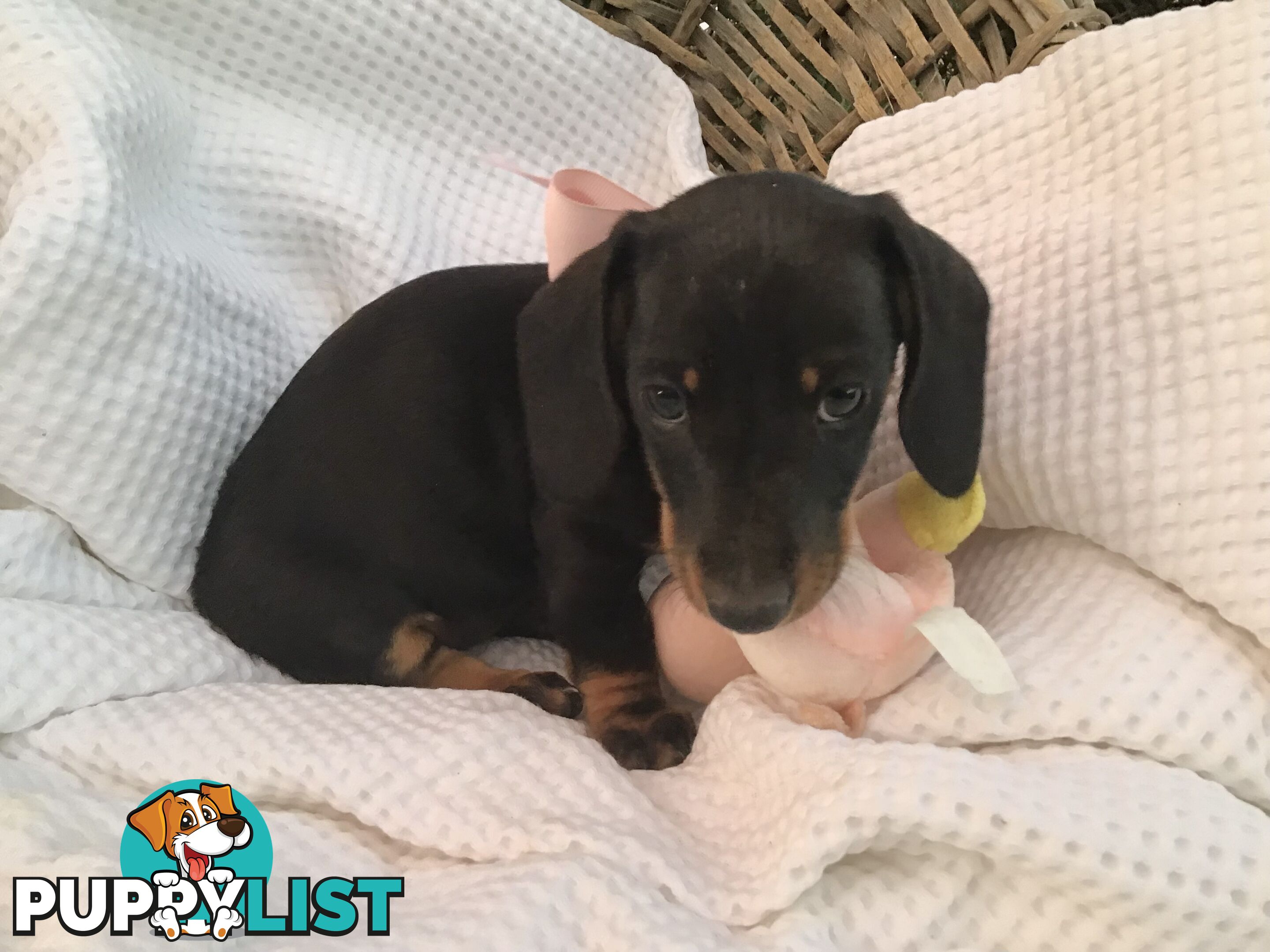 Adorable Dachshund Puppy