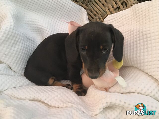 Adorable Dachshund Puppy
