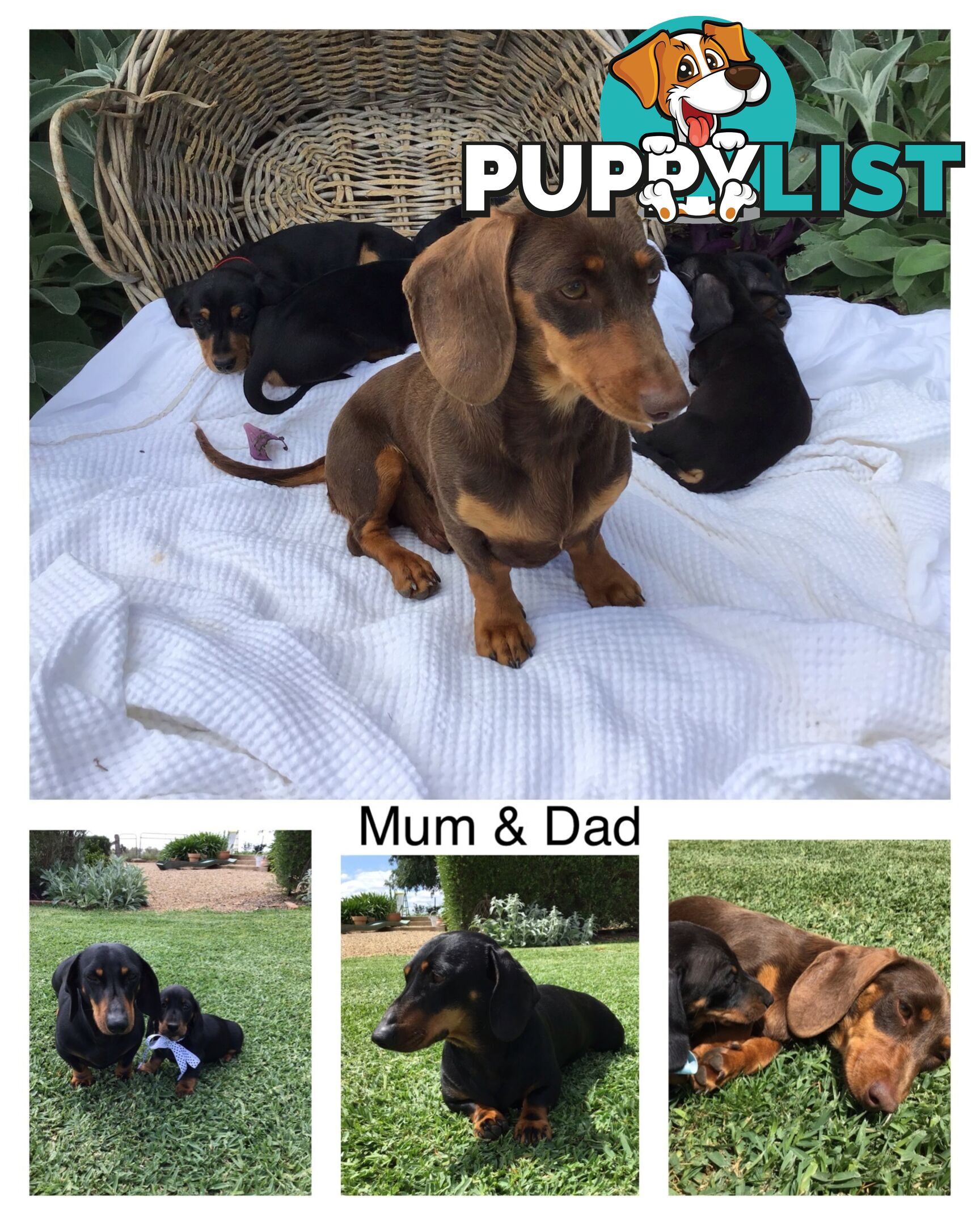 Adorable Dachshund Puppy