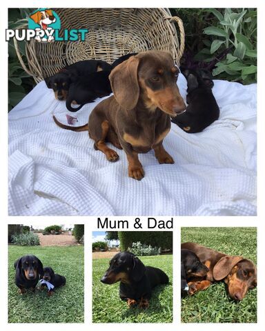 Adorable Dachshund Puppy
