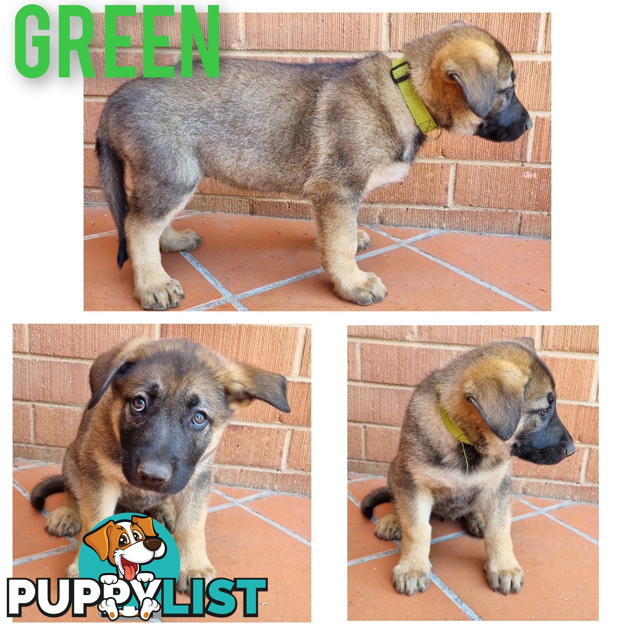 German Shepherd Puppies - Ready for New Home *Chipped *Vaccinated