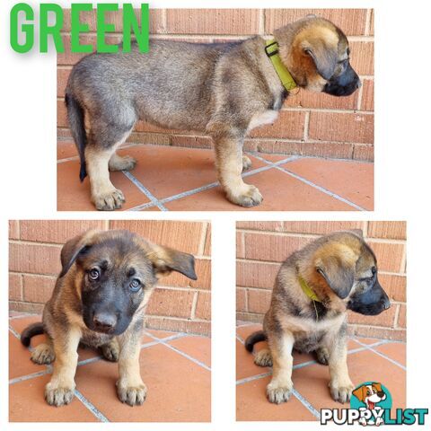 German Shepherd Puppies - Ready for New Home *Chipped *Vaccinated