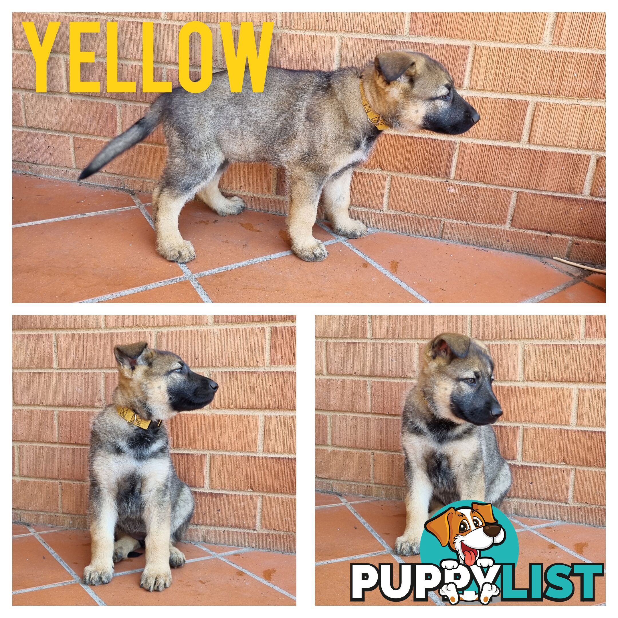 German Shepherd Puppies - Ready for New Home *Chipped *Vaccinated