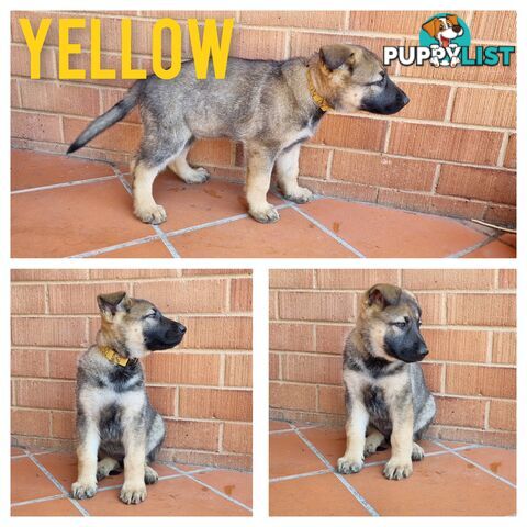 German Shepherd Puppies - Ready for New Home *Chipped *Vaccinated