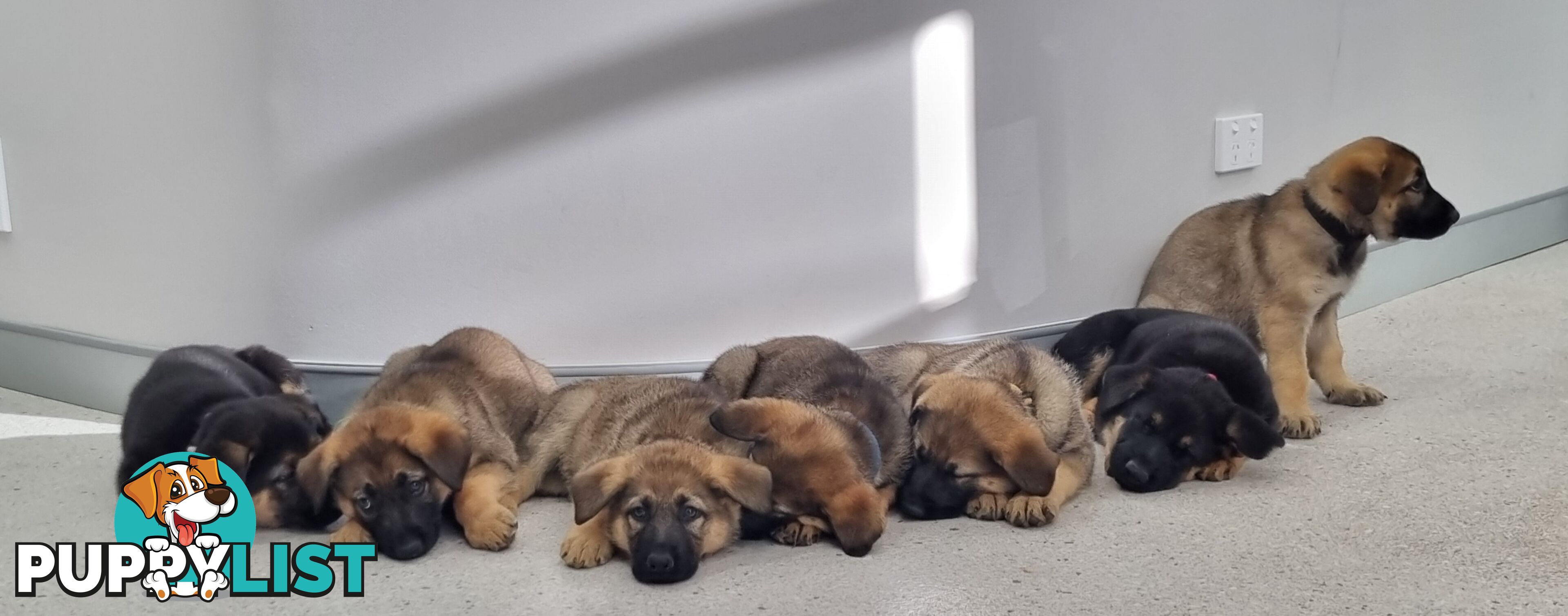 German Shepherd Puppies - Ready for New Home *Chipped *Vaccinated