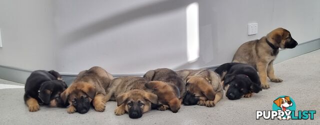 German Shepherd Puppies - In Time for Christmas *Chipped *Vaccines