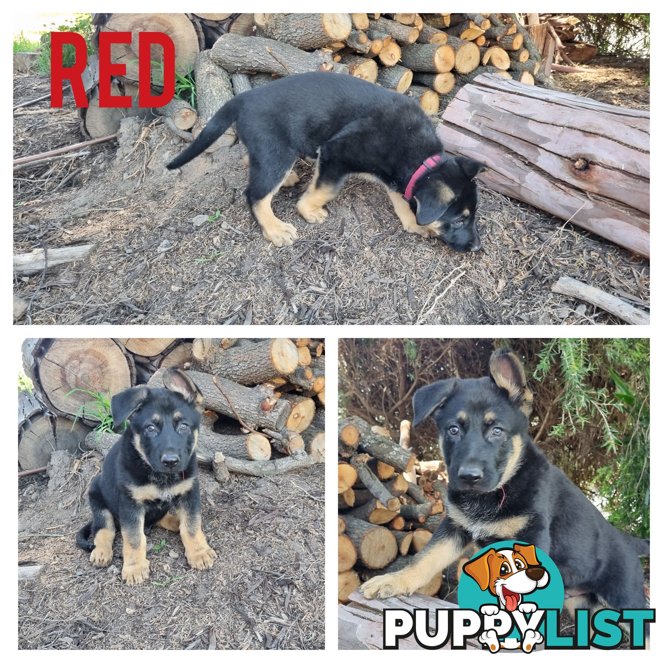 German Shepherd Puppies - Ready for New Home *Chipped *Vaccinated