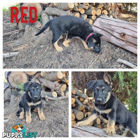 German Shepherd Puppies - Ready for New Home *Chipped *Vaccinated