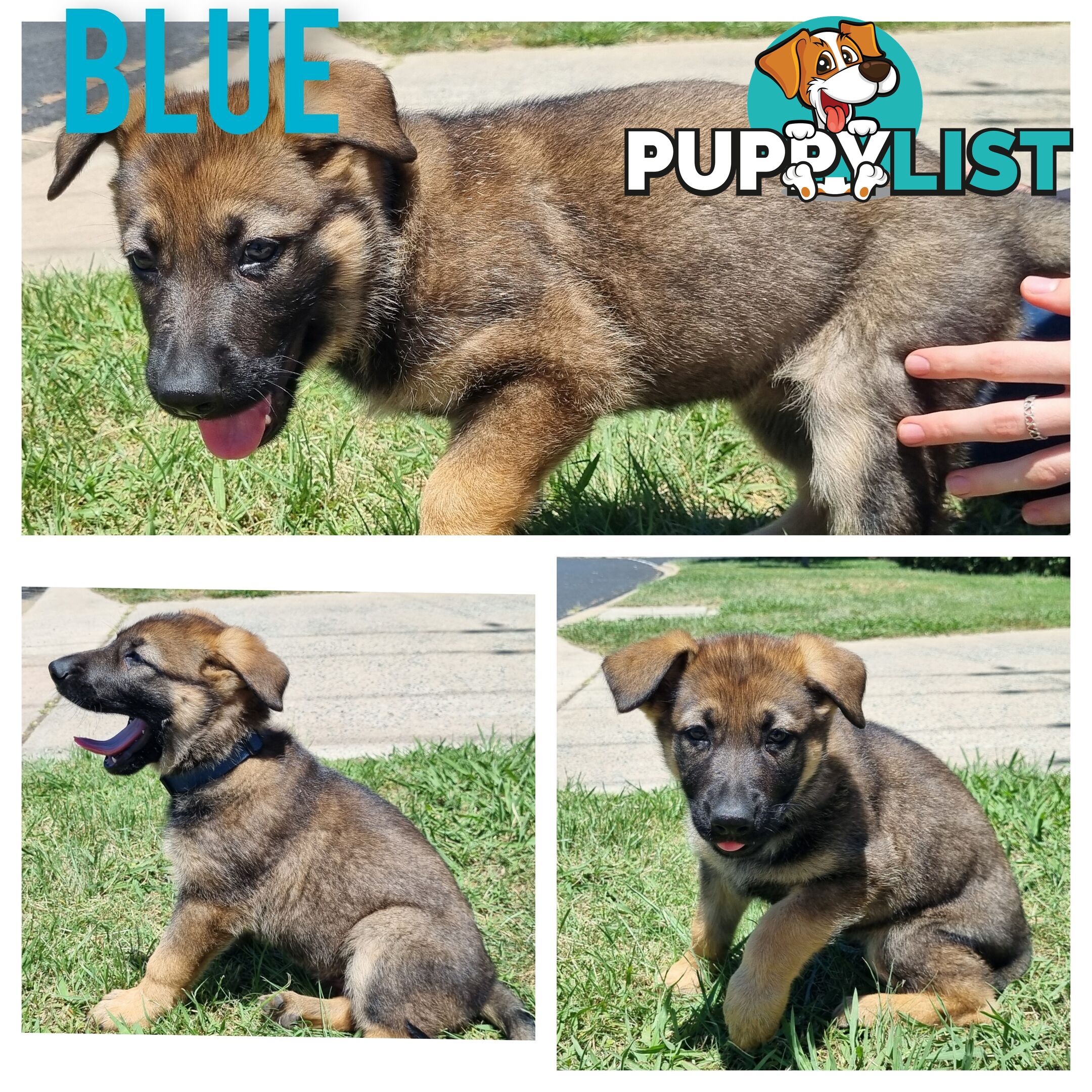 German Shepherd Puppies - Ready for New Home *Chipped *Vaccinated