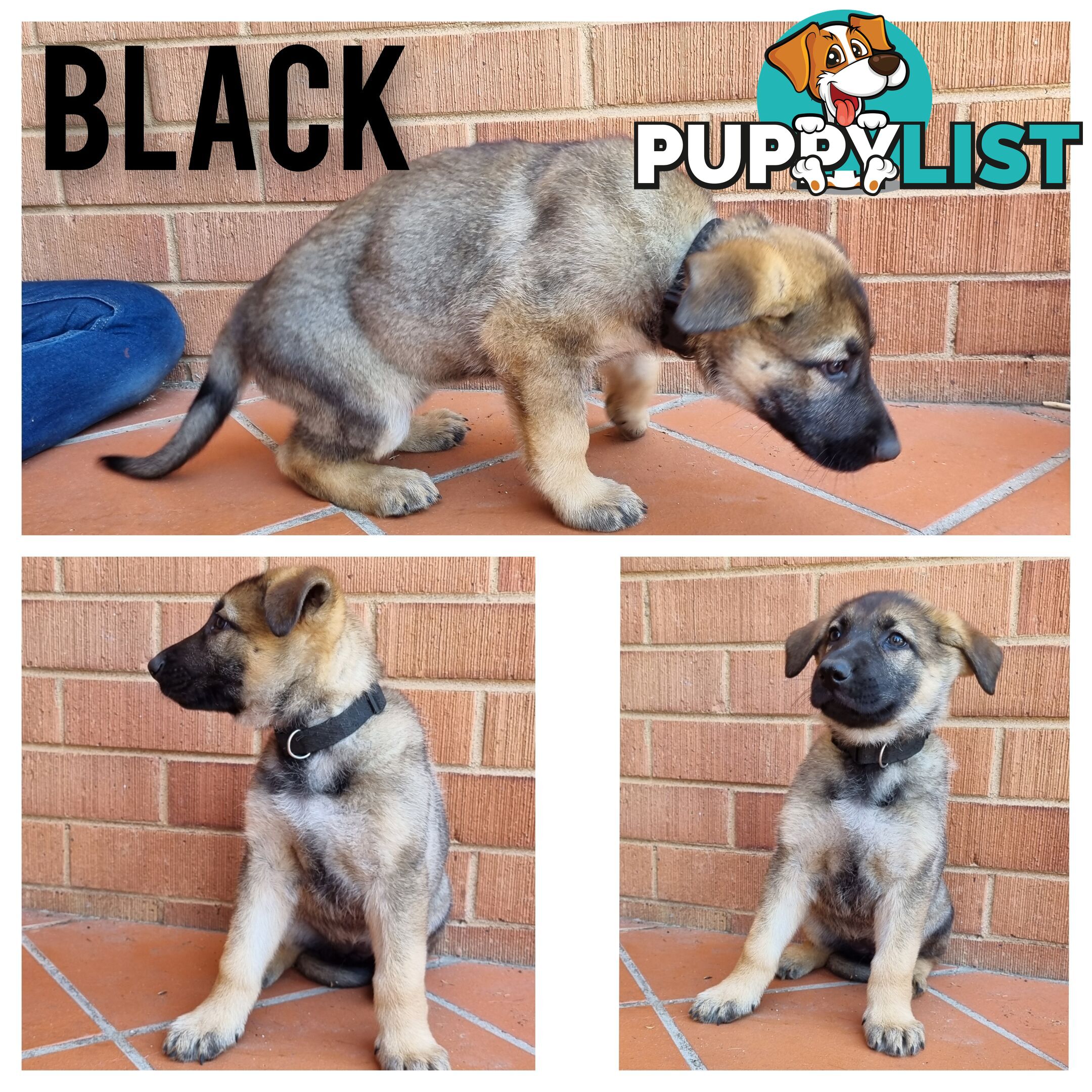 German Shepherd Puppies - Ready for New Home *Chipped *Vaccinated