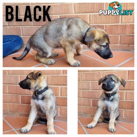 German Shepherd Puppies - Ready for New Home *Chipped *Vaccinated