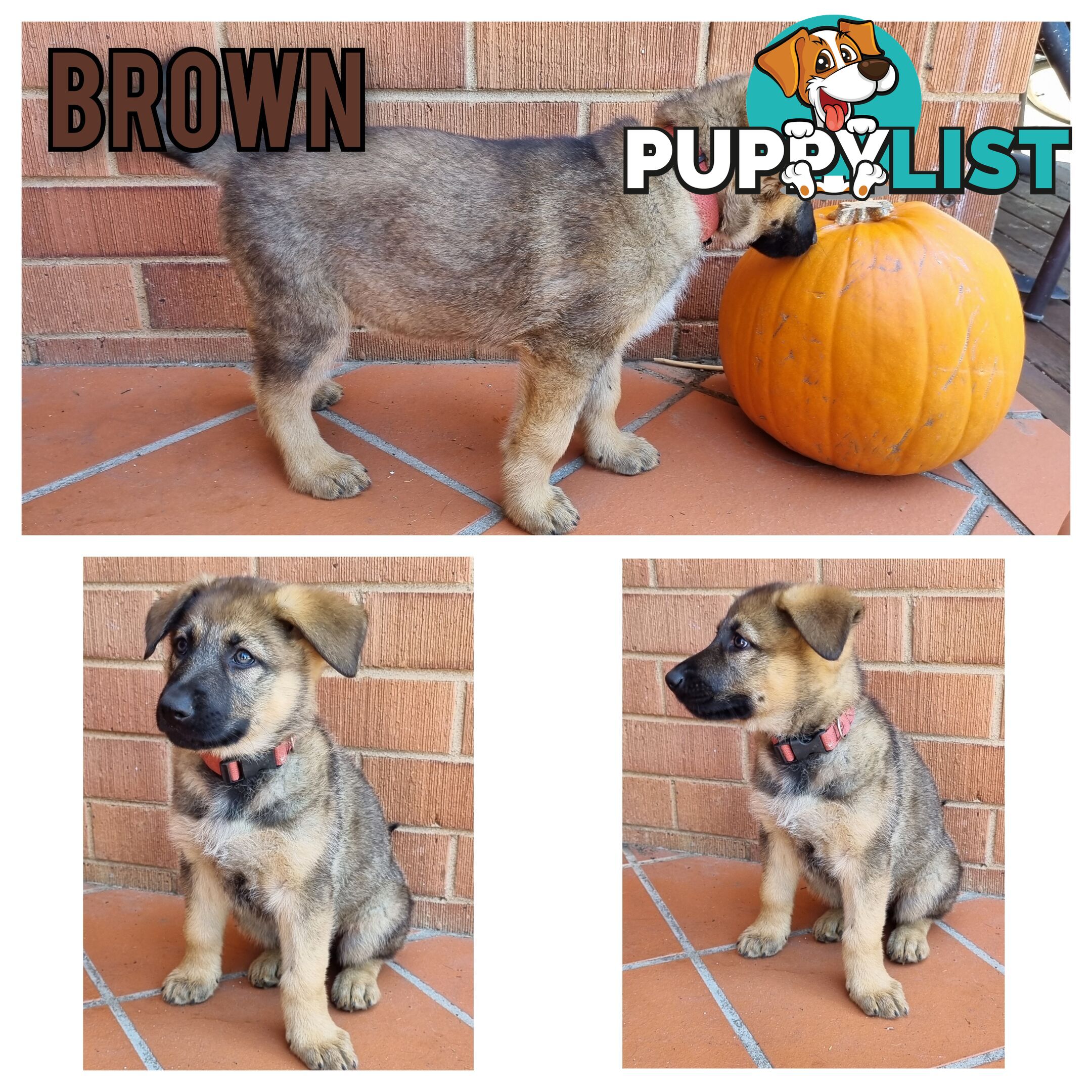 German Shepherd Puppies - Ready for New Home *Chipped *Vaccinated