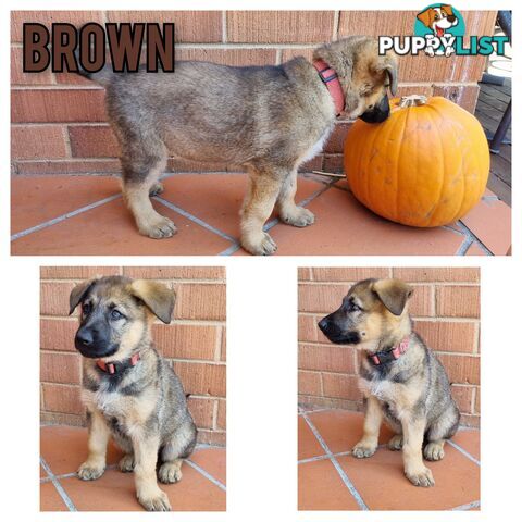 German Shepherd Puppies - Ready for New Home *Chipped *Vaccinated