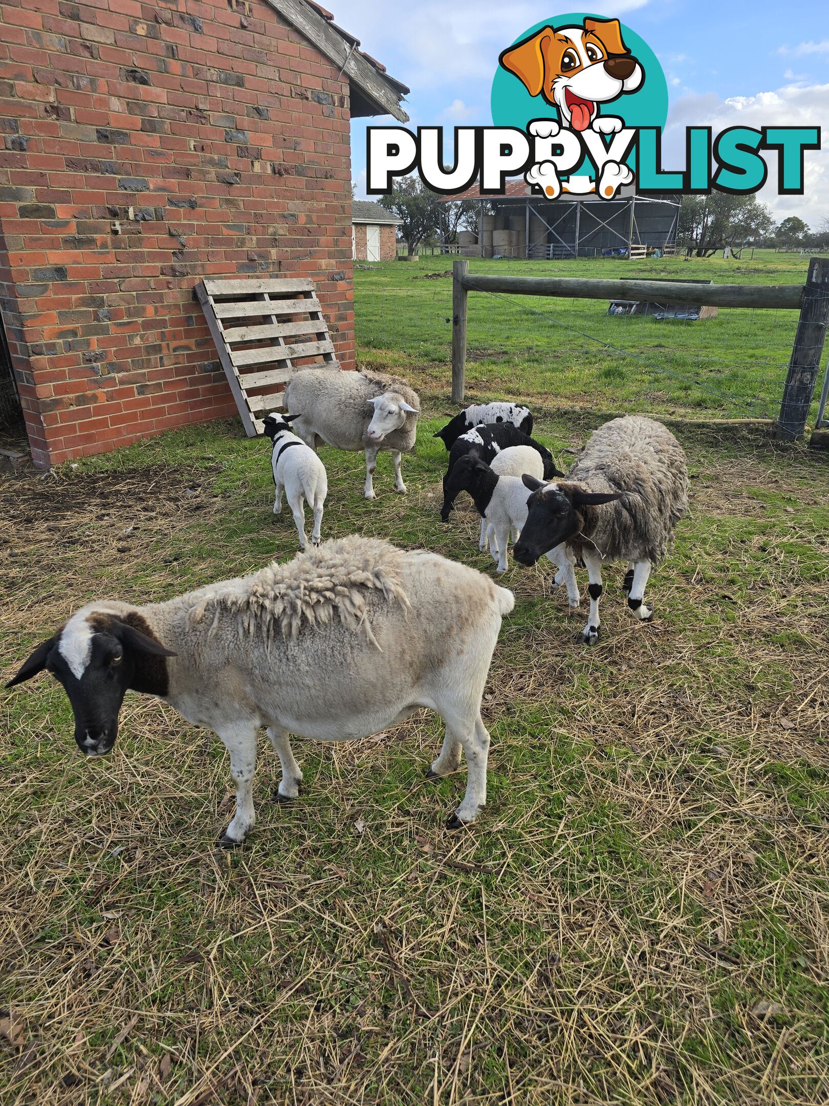 Sheep - Dorpers 9 in total