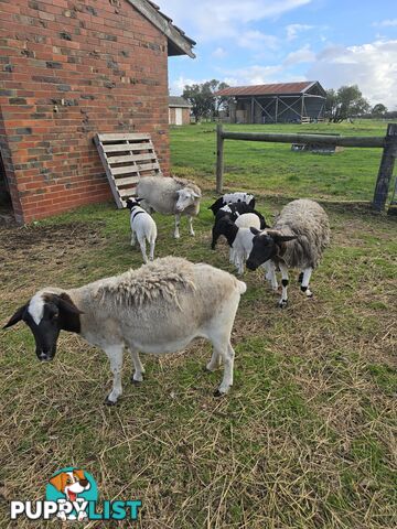 Sheep - Dorpers 9 in total