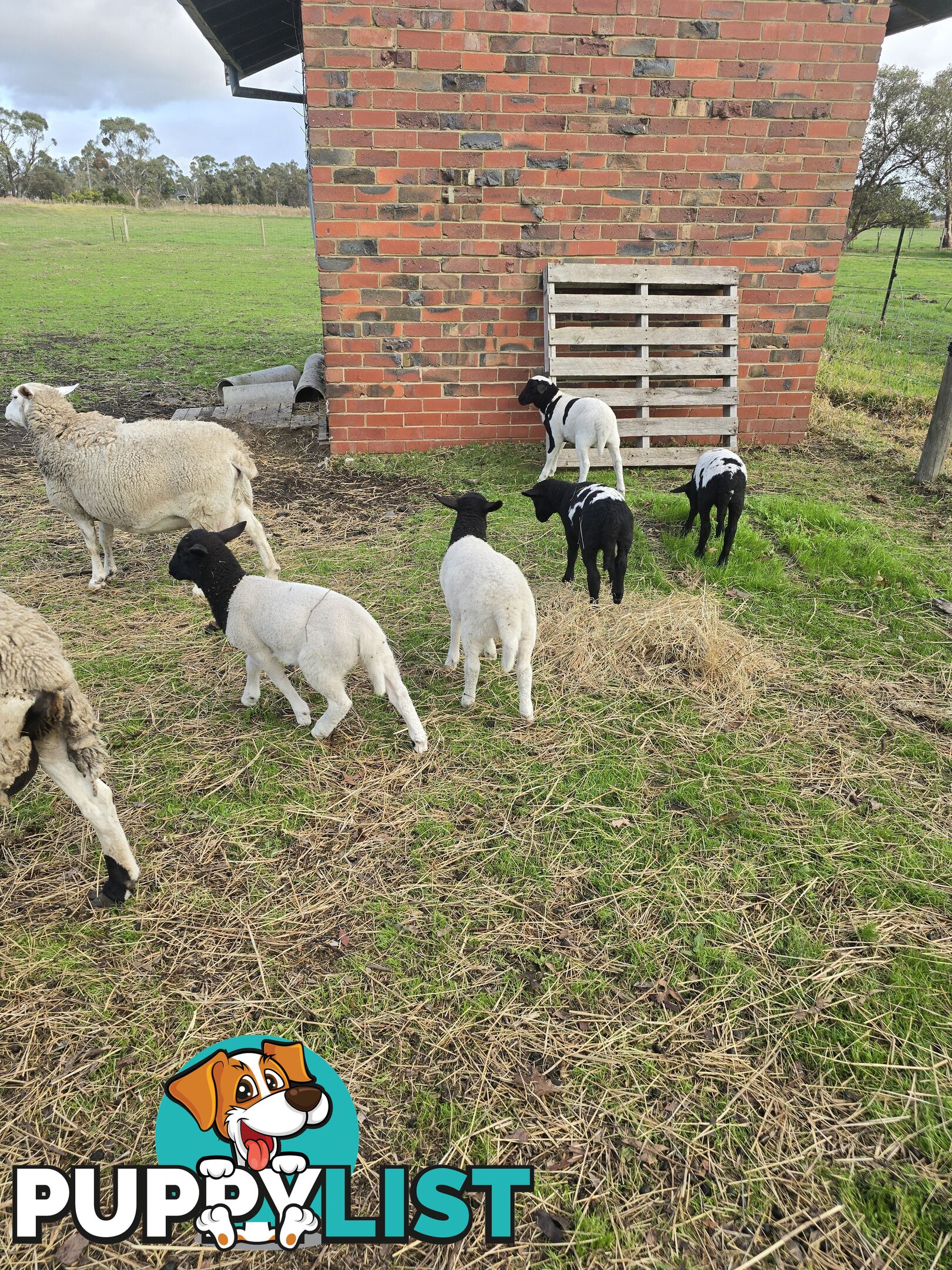 Sheep - Dorpers 9 in total