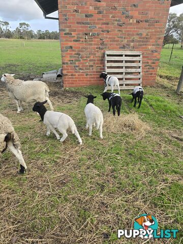 Sheep - Dorpers 9 in total