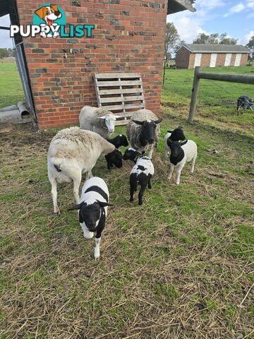 Sheep - Dorpers 9 in total