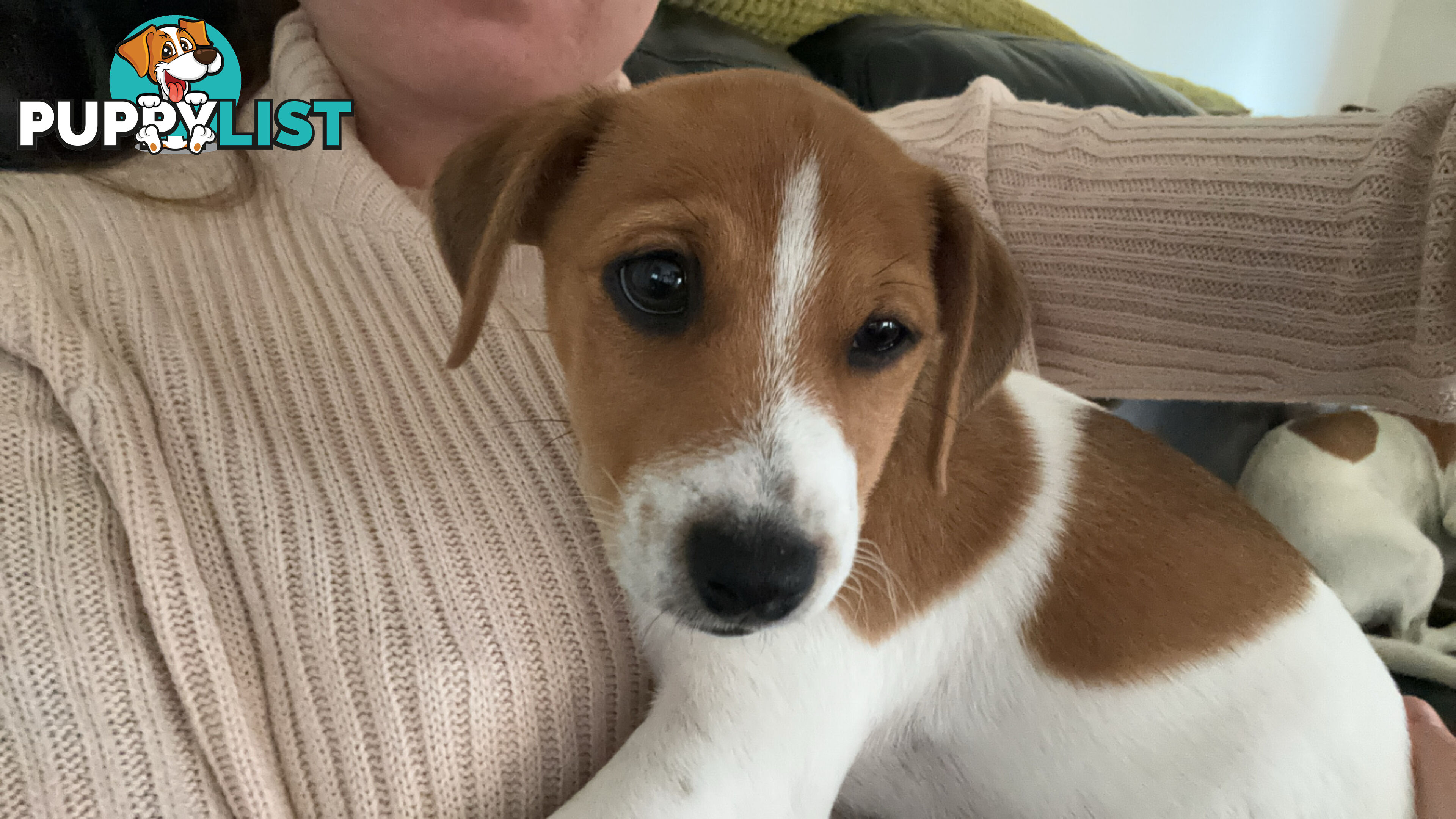 MALE JACK RUSSELL PUP PUREBRED