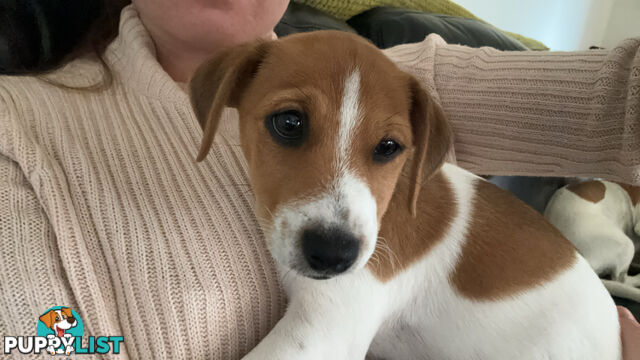 MALE JACK RUSSELL PUP PUREBRED