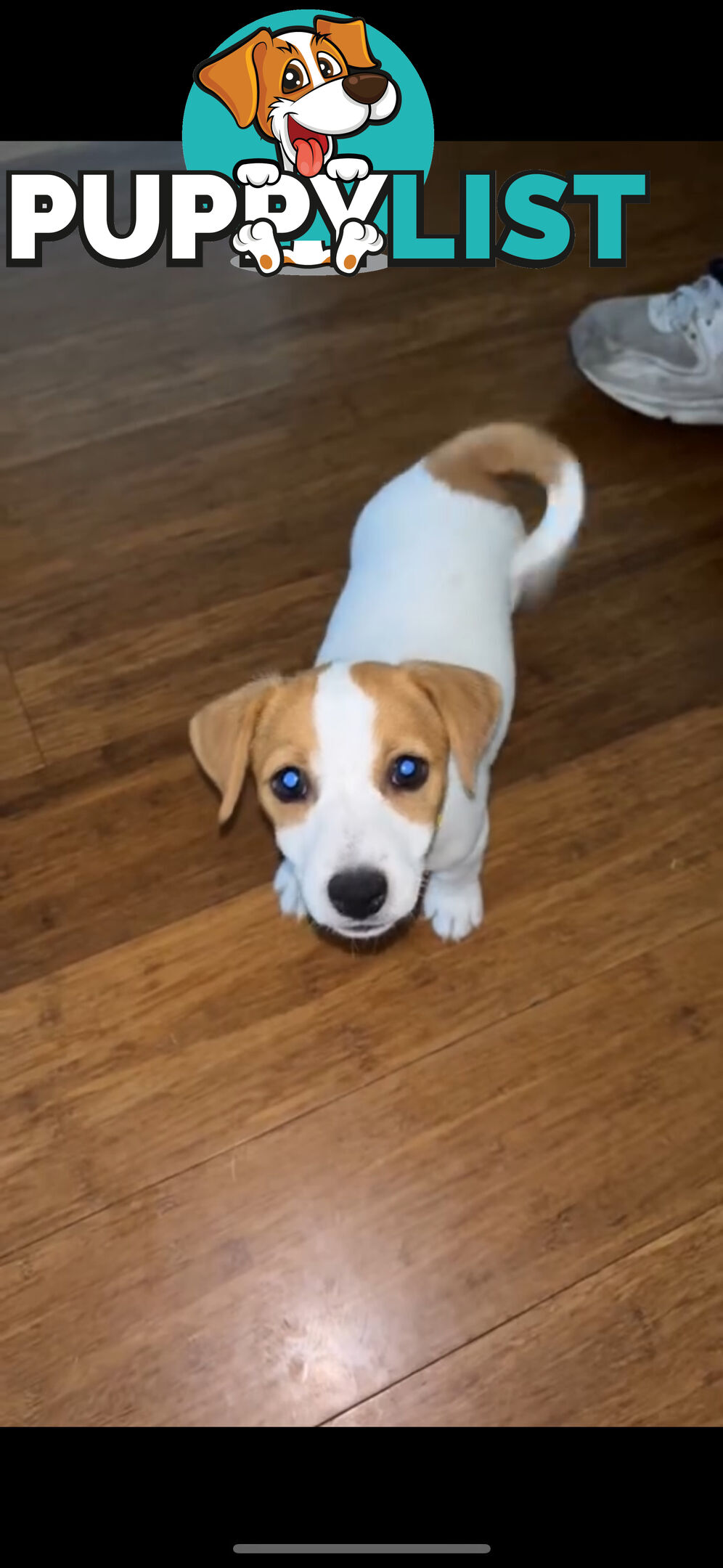 MALE JACK RUSSELL PUP PUREBRED