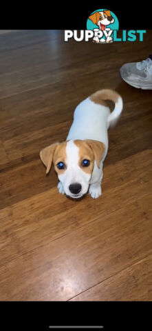 MALE JACK RUSSELL PUP PUREBRED