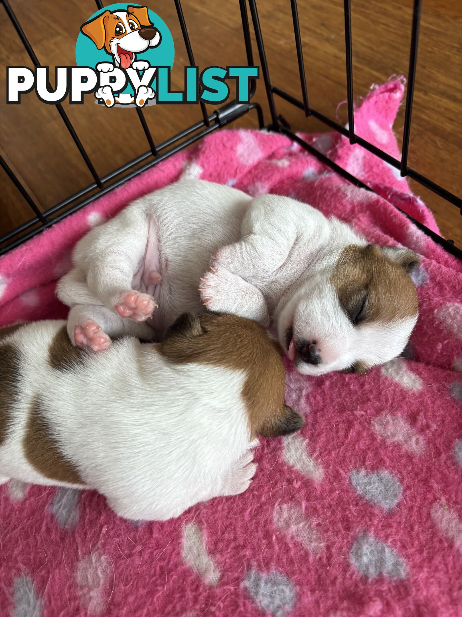 Jack Russell Puppies