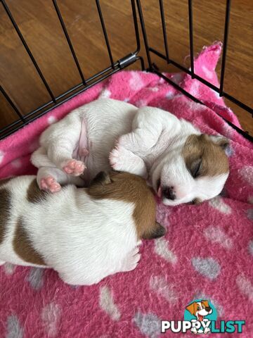 Jack Russell Puppies