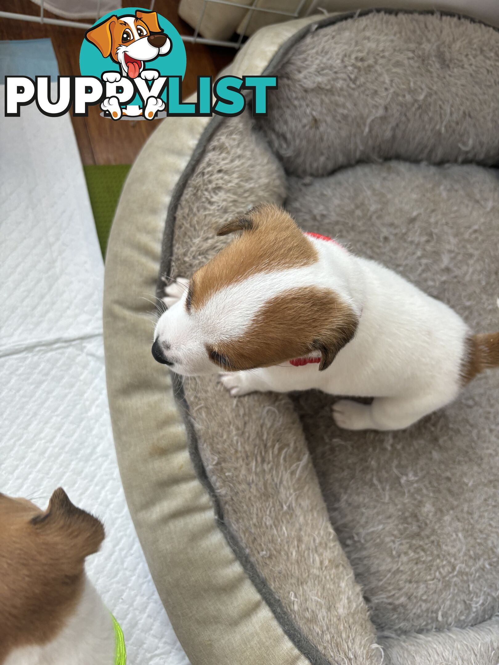 Jack Russell Puppies