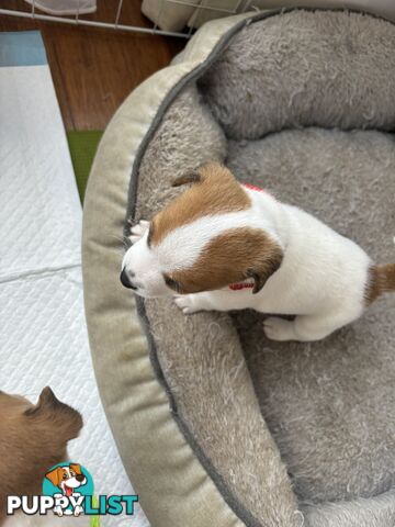 Jack Russell Puppies