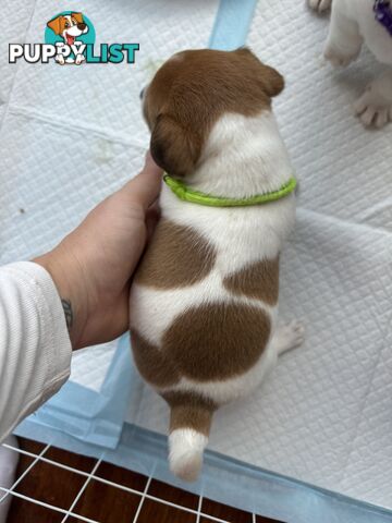 Jack Russell Puppies