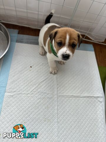 Jack Russell Puppies