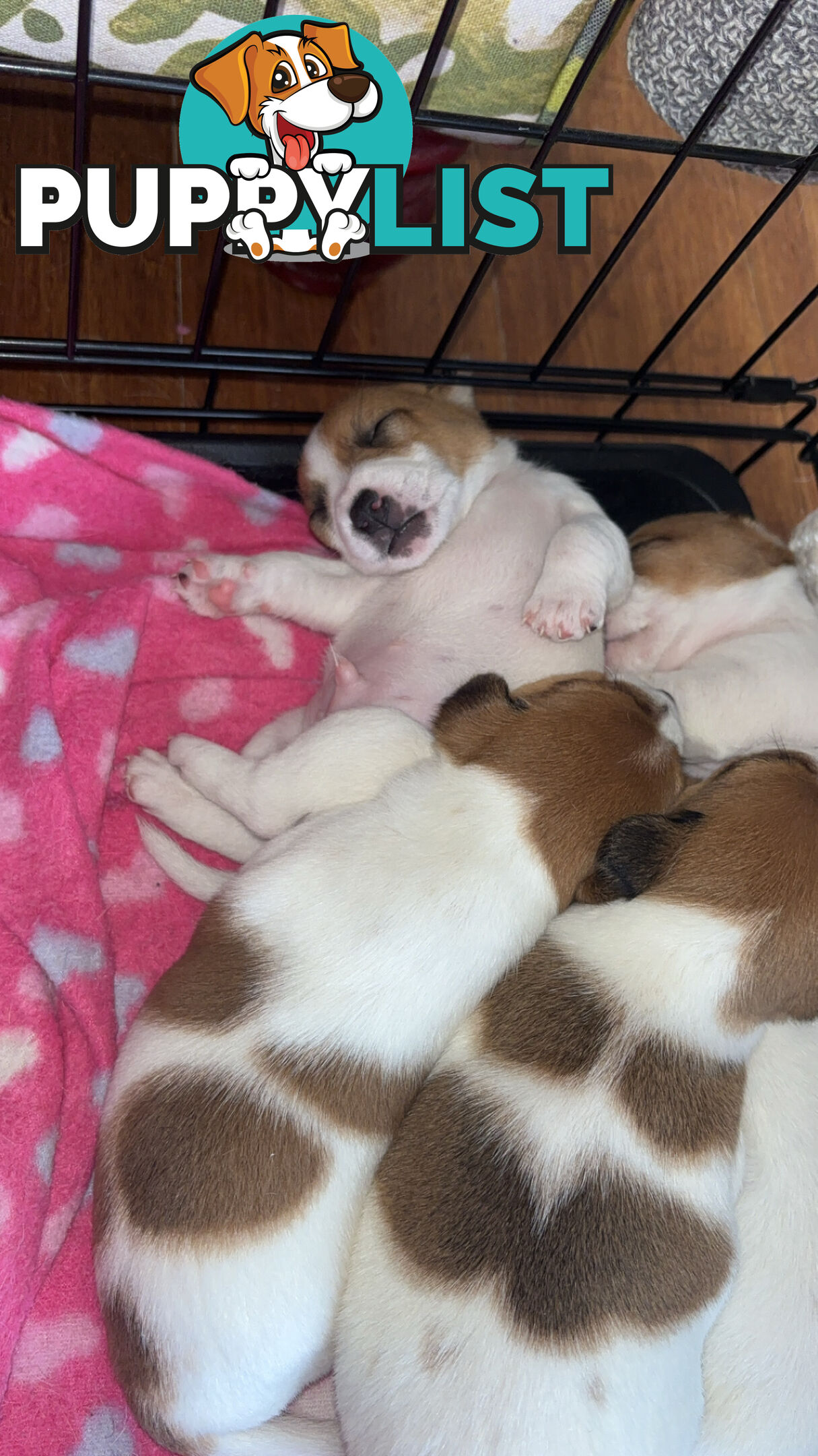 Jack Russell Puppies