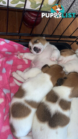 Jack Russell Puppies