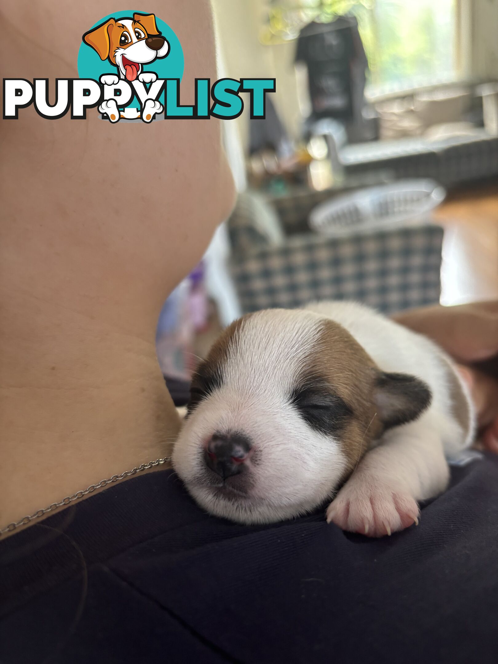 Jack Russell Puppies