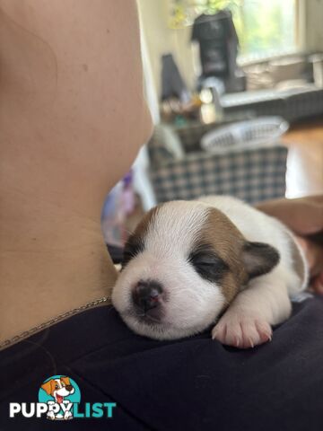 Jack Russell Puppies